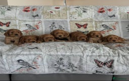 Cocker Spaniel dogs for sale: 💙🐶Adorable Cocker Spaniel Puppies 🐶💙  - Image 7