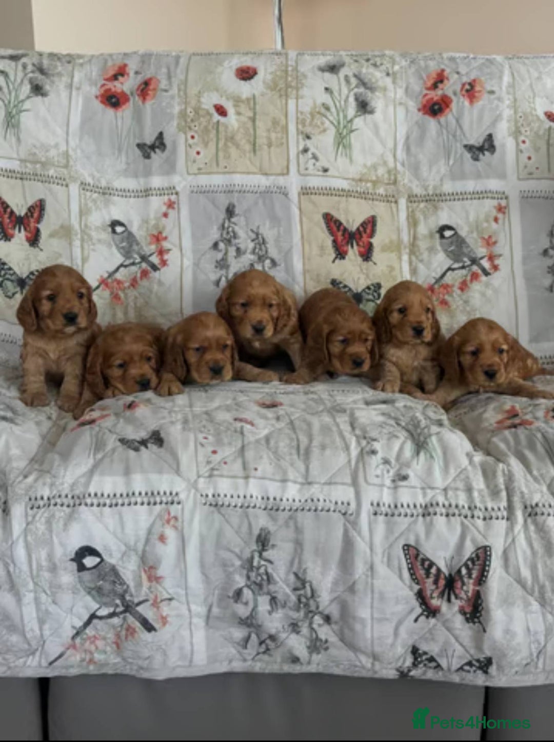 Cocker Spaniel dogs for sale: 💙🐶Adorable Cocker Spaniel Puppies 🐶💙  - Image 7