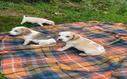 Beagle dogs for sale: Pure bred beagle puppies  - Image 9