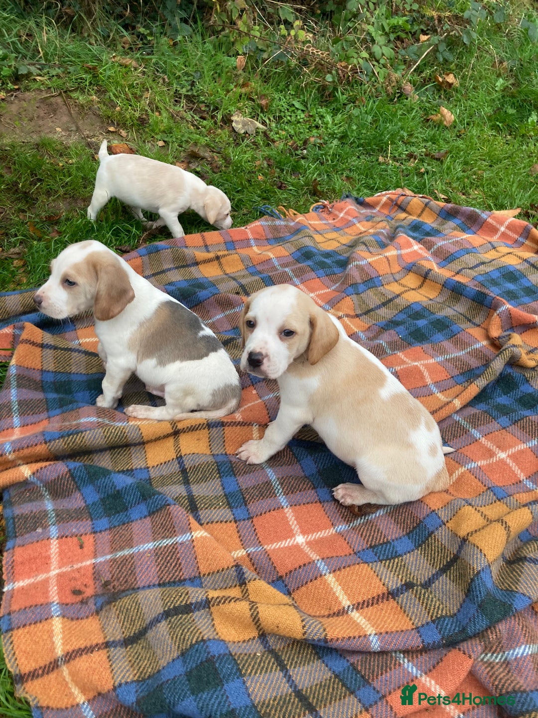 Beagle dogs for sale: Pure bred beagle puppies  - Image 9