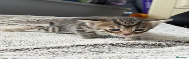 Mixed Breed Kitten 7
