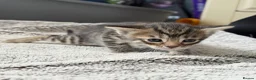 Mixed Breed cats for sale: 7 bengal x kittens  - Advert 10
