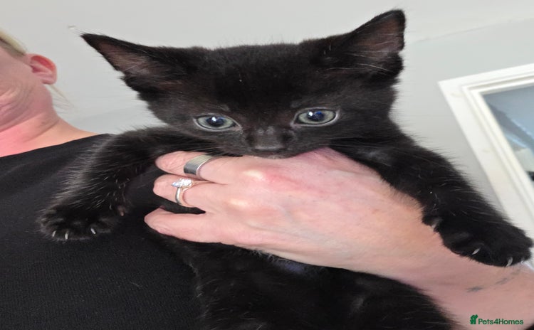 Mixed Breed cats - Advert 5