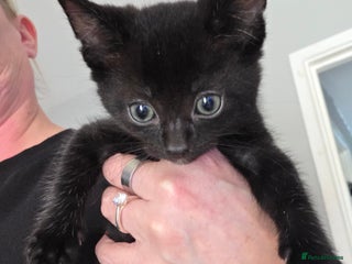 Mixed Breed cats - Advert 2