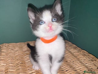 Mixed Breed cats - Advert 5