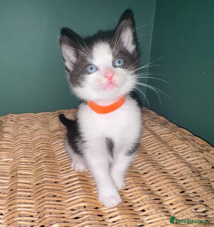 Mixed Breed cats - Advert 1