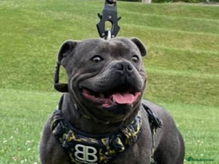 Staffordshire Bull Terrier dogs *THE UK'S TOP PRODUCING BLUE CHAMPION* in Faversham - Advert 4