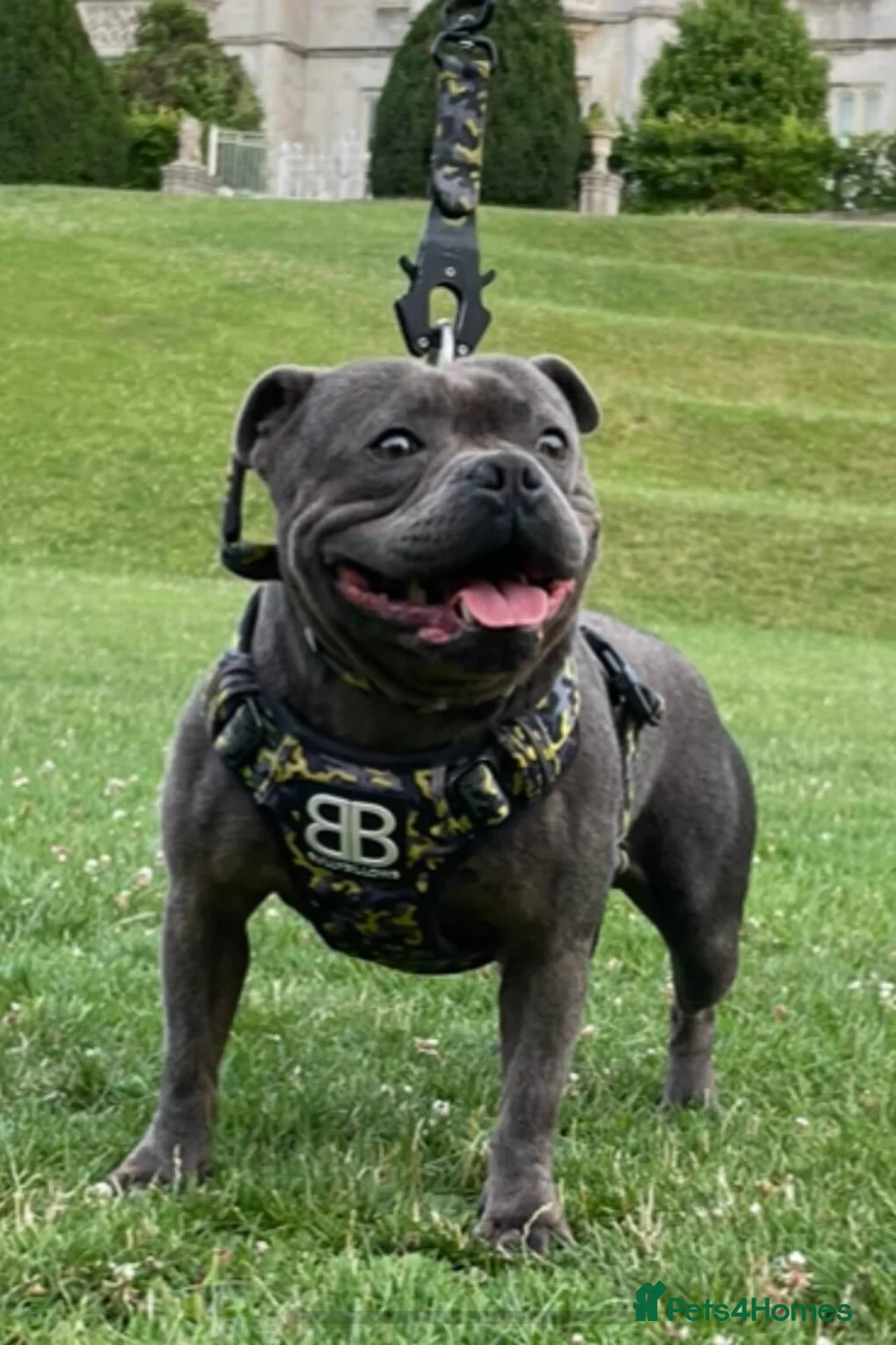 Staffordshire Bull Terrier dogs for stud: *THE UK'S TOP PRODUCING BLUE CHAMPION* in Faversham - Advert 1