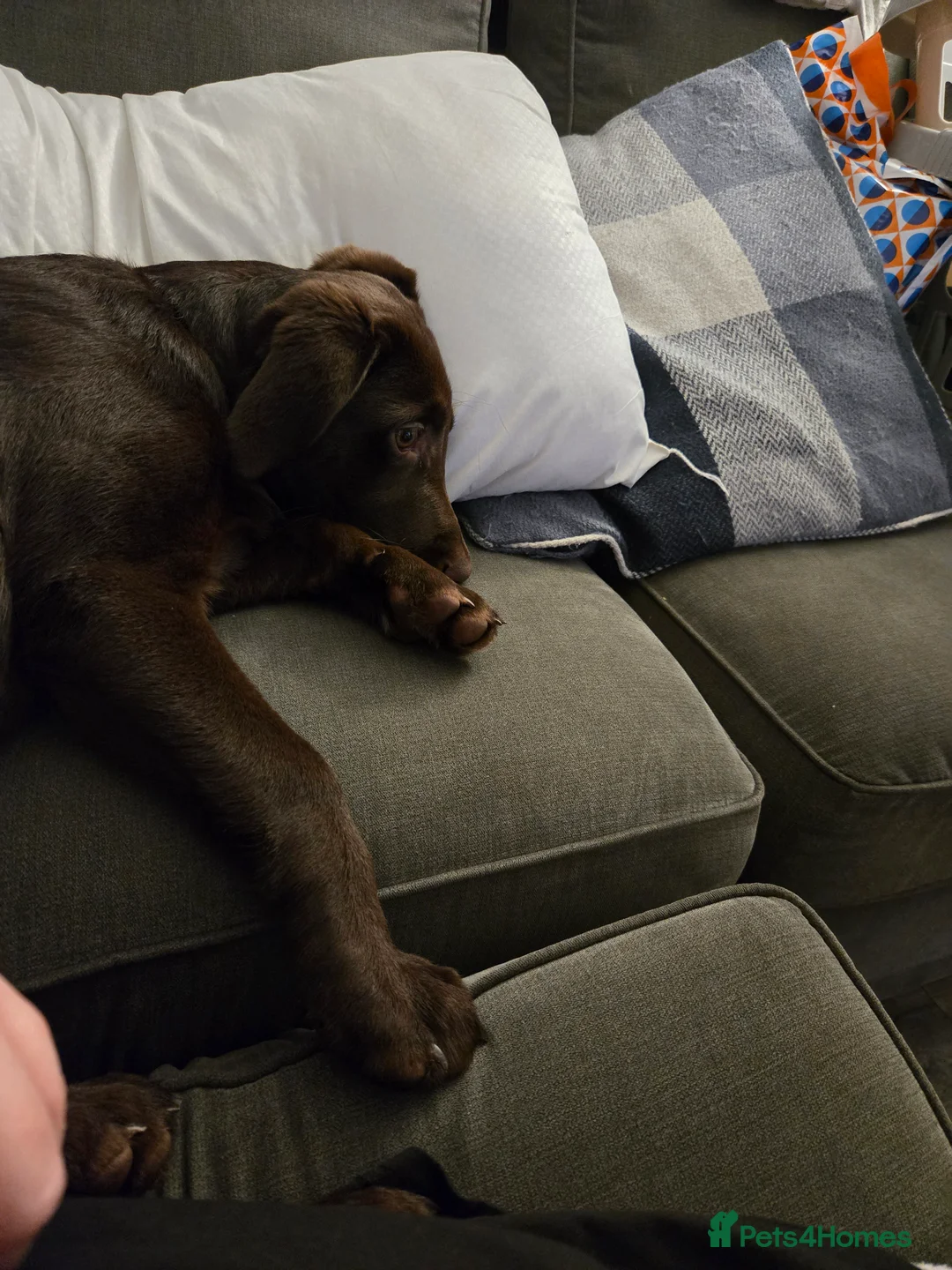 Mixed Breed dogs for sale: Yogi  - Advert 5