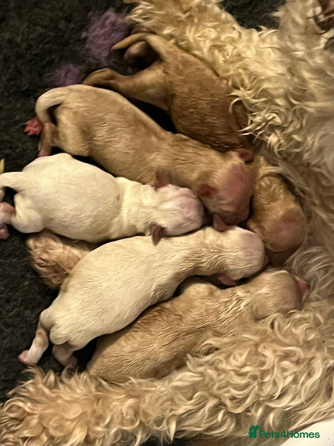 Toy Poodle dogs for stud: Beautiful, proven toy poodle for stud - Advert 7