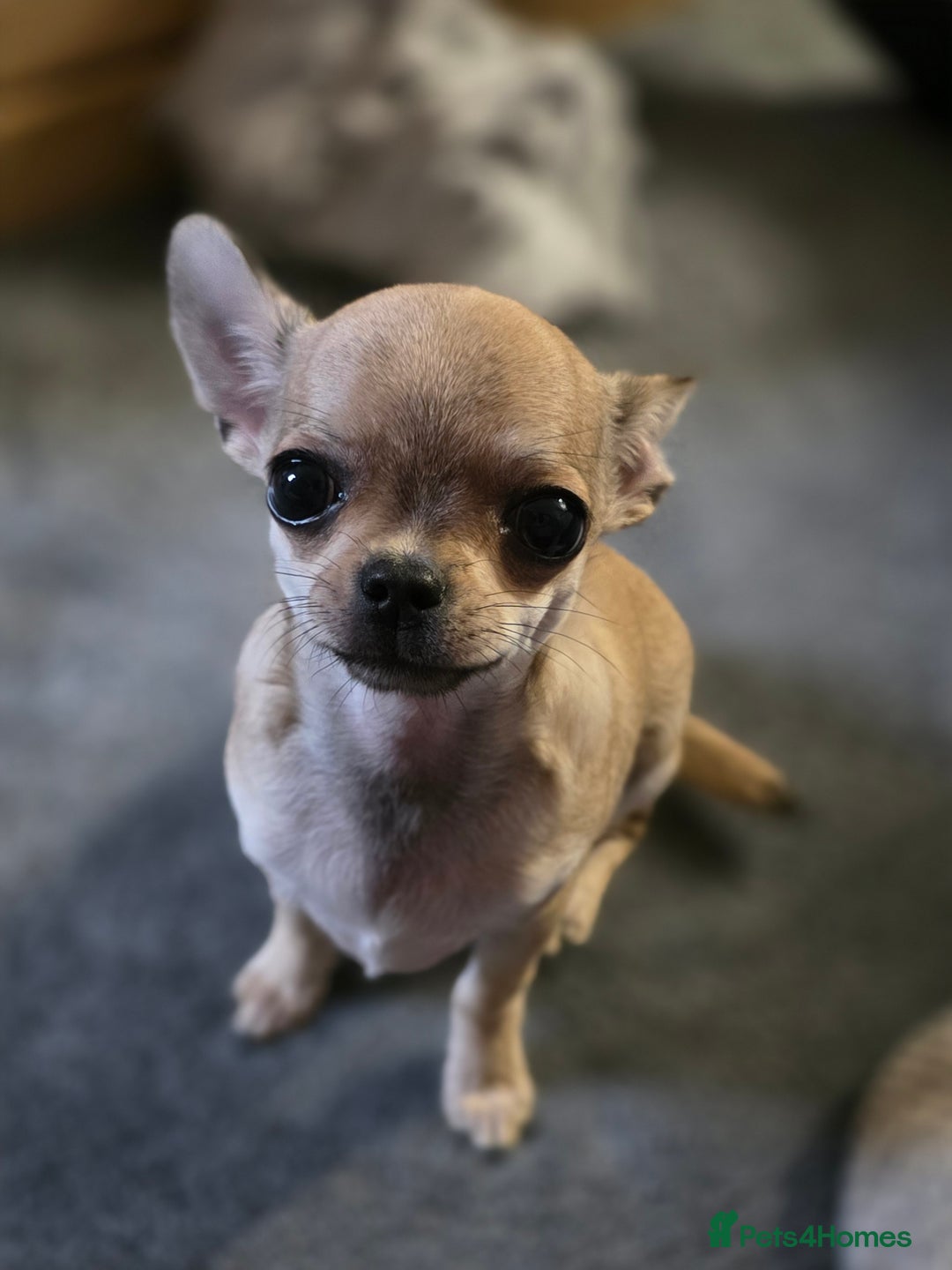 Chihuahua dogs for sale: 🌟 KC Registered 🌟 Smooth Sable Chiuahua 🐕 - Advert 3