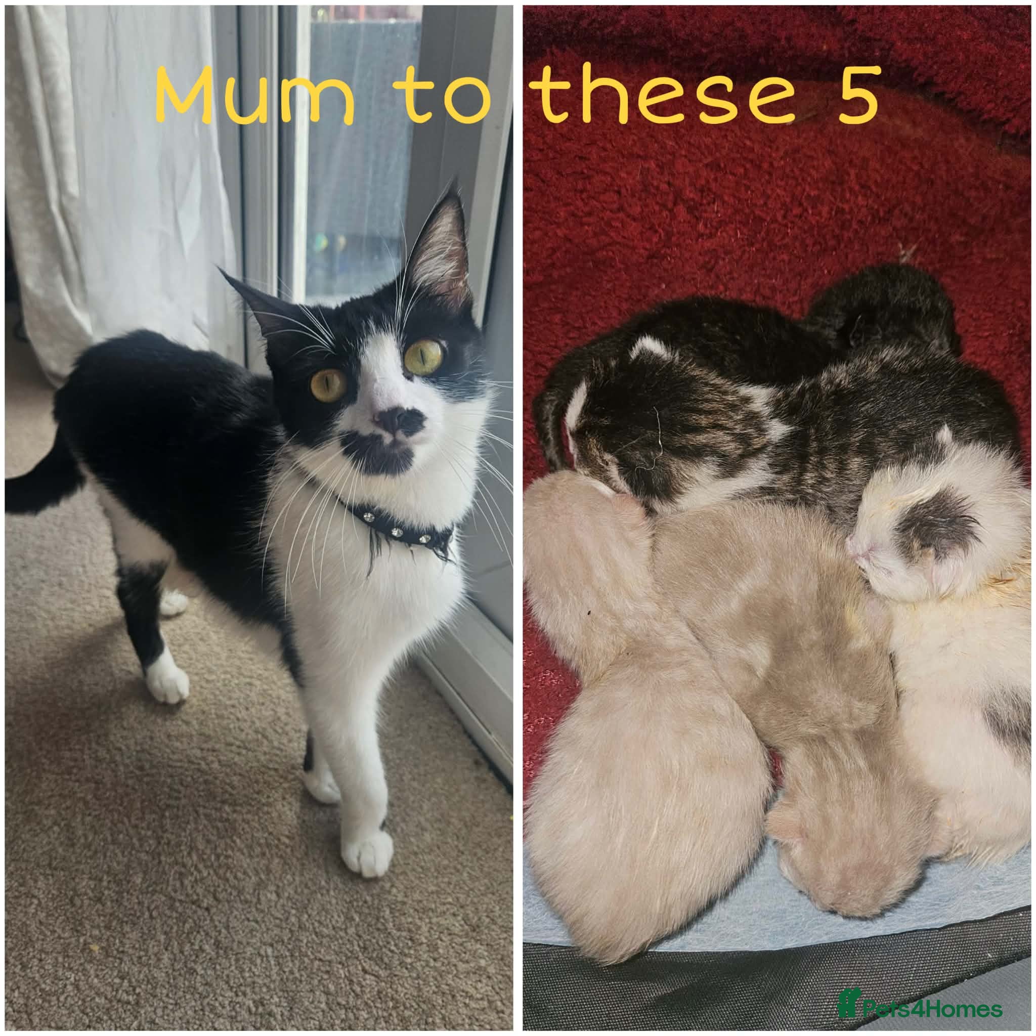 Mixed Breed cats Beautiful, friendly kittens for sale! - Advert 1