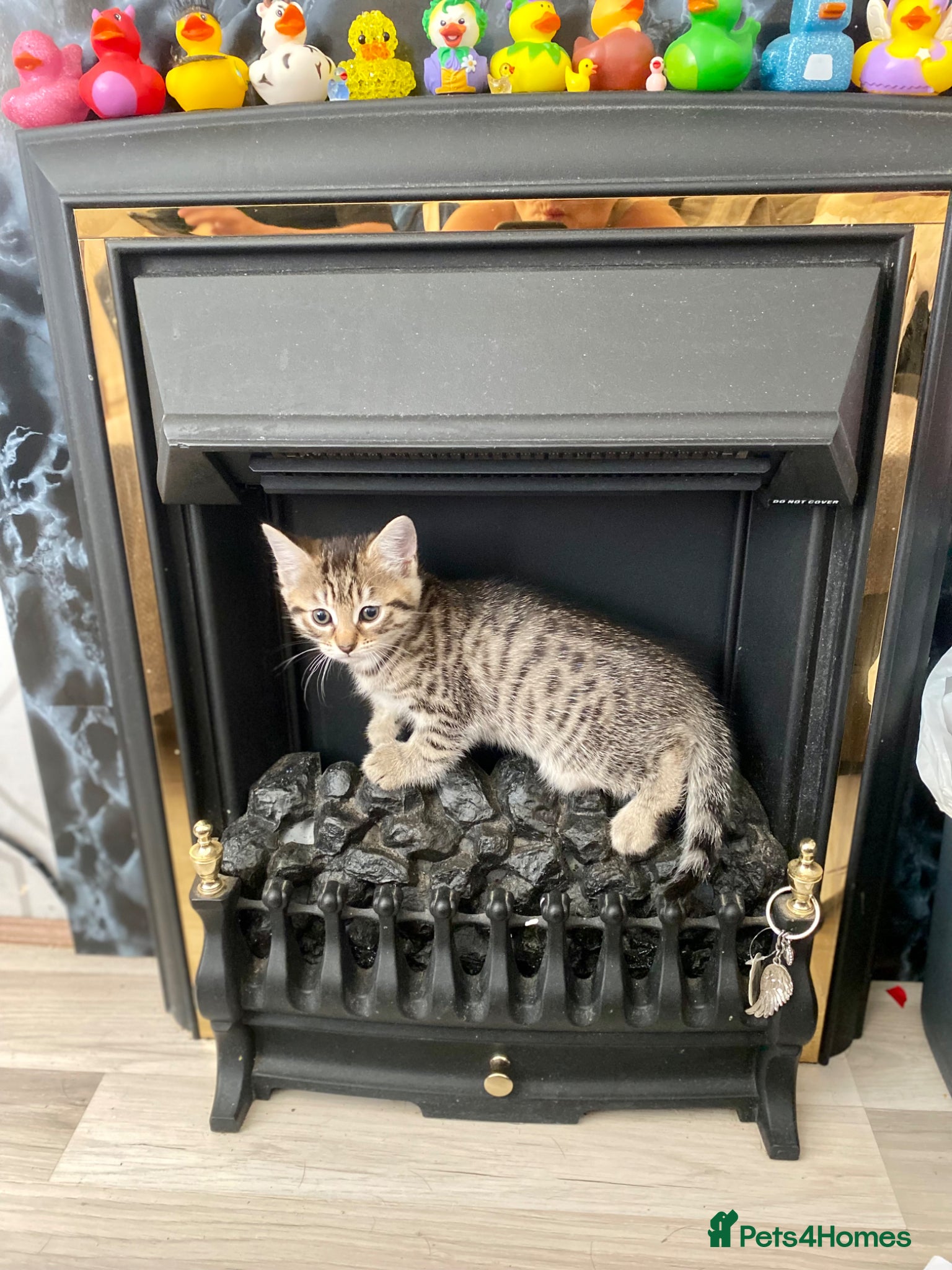 Mixed Breed cats 2 male kittens - Advert 5