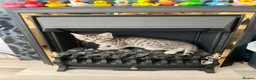 Mixed Breed cats for sale: 2 male kittens - Advert 14