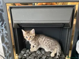 Mixed Breed cats 2 male kittens - Advert 5