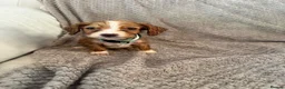 Cocker Spaniel dogs for sale: Working cocker spaniels  - Advert 11