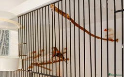 Finches birds for sale: 20 Pairs Zebra Finches  - Image 6