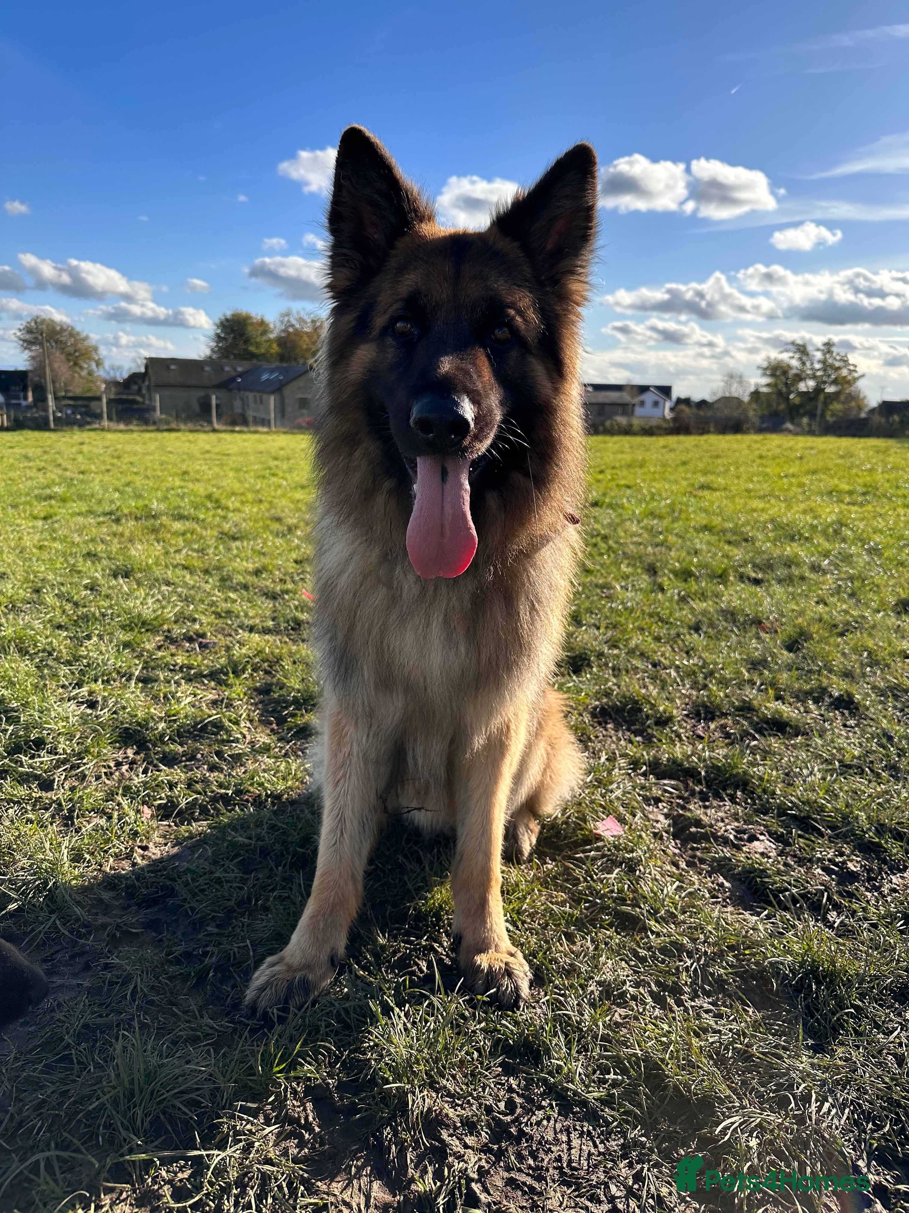 German Shepherd dogs RE HOMING GERMAN SHEPHERD  - Advert 5