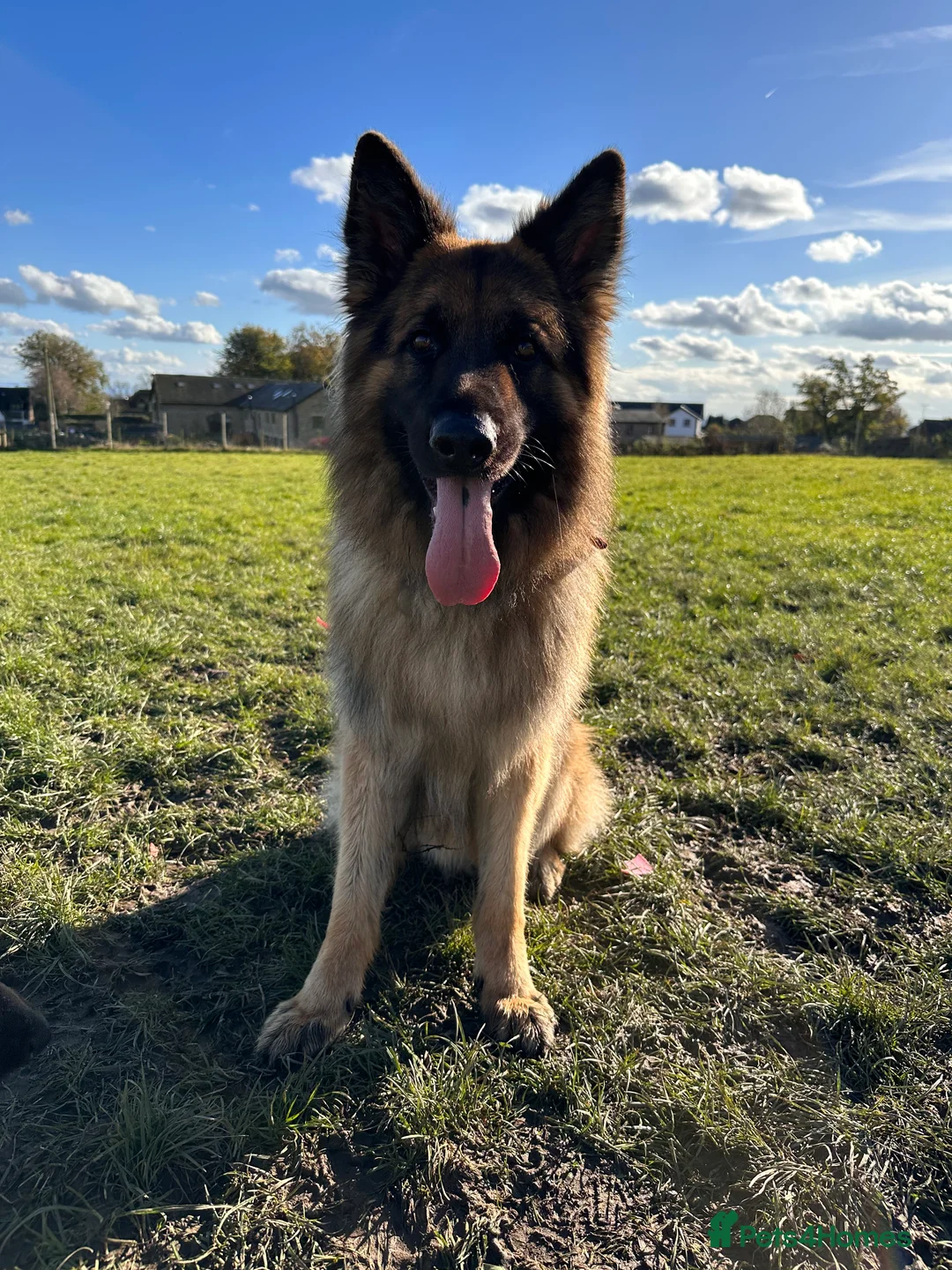 German Shepherd dogs for sale: RE HOMING GERMAN SHEPHERD  - Advert 1