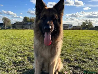 German Shepherd dogs RE HOMING GERMAN SHEPHERD - Advert 1