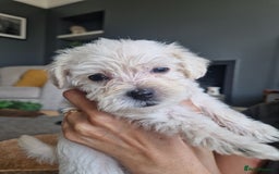 Mixed Breed dogs for sale: Westiepoo pups - Image 2