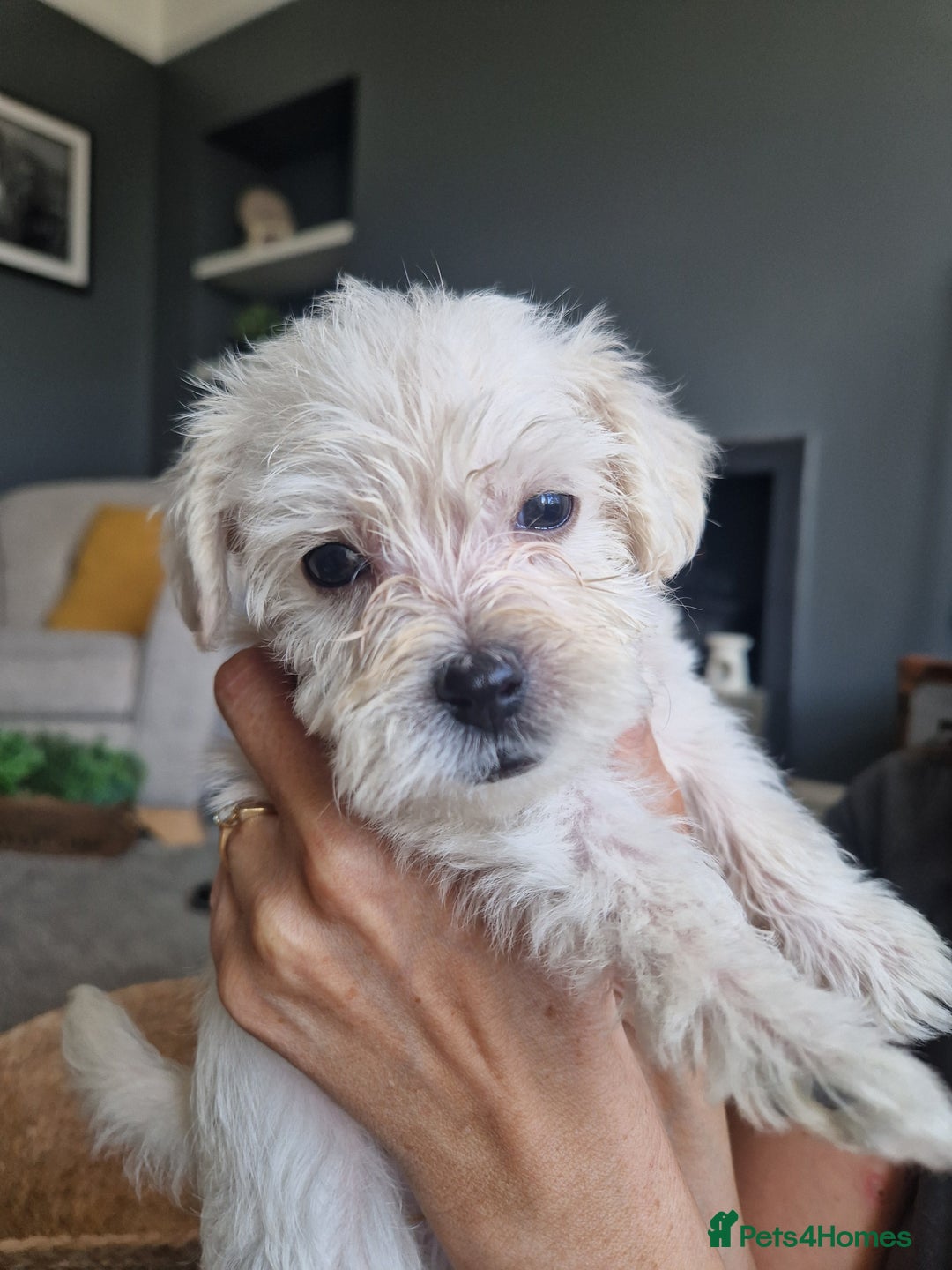 Mixed Breed dogs for sale: Westiepoo pups - Image 2