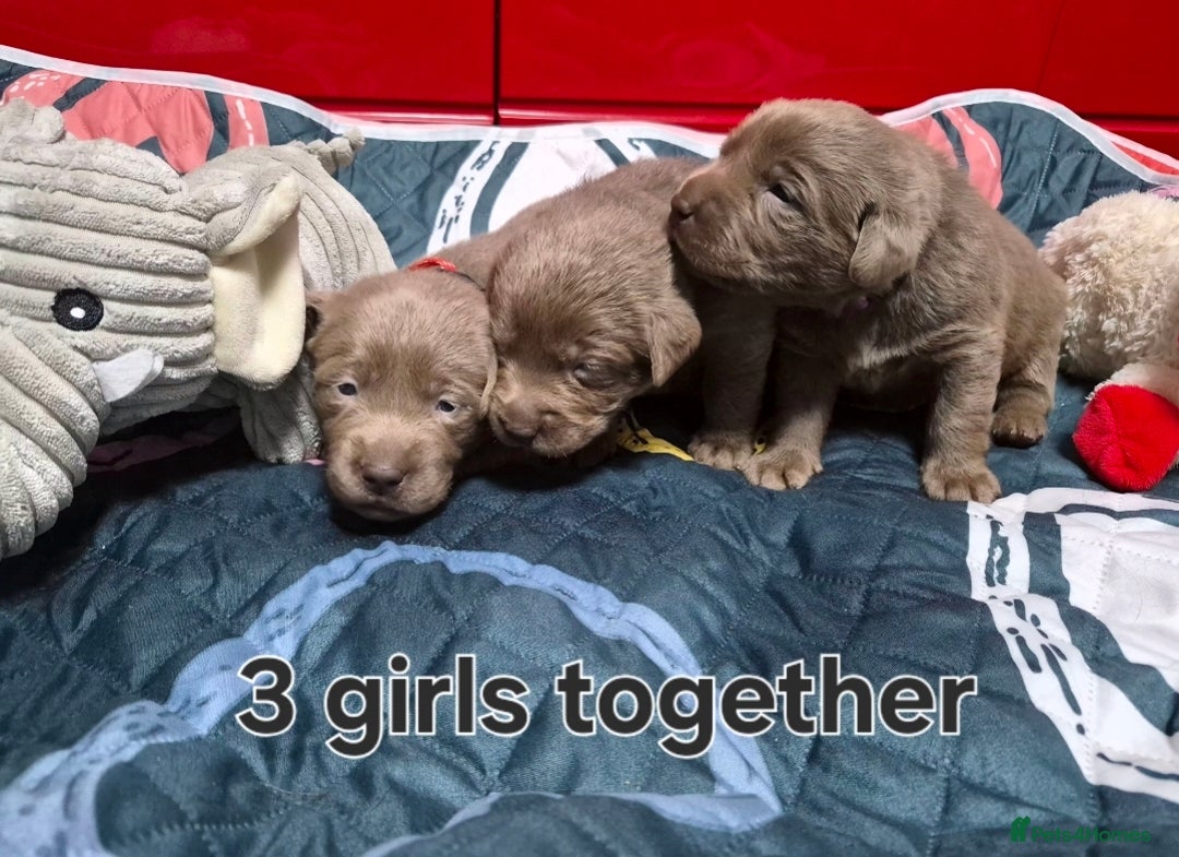 Labrador Retriever dogs for sale: 💎 Stunning Litter of 8 Silver Labradors 💎 - Advert 21