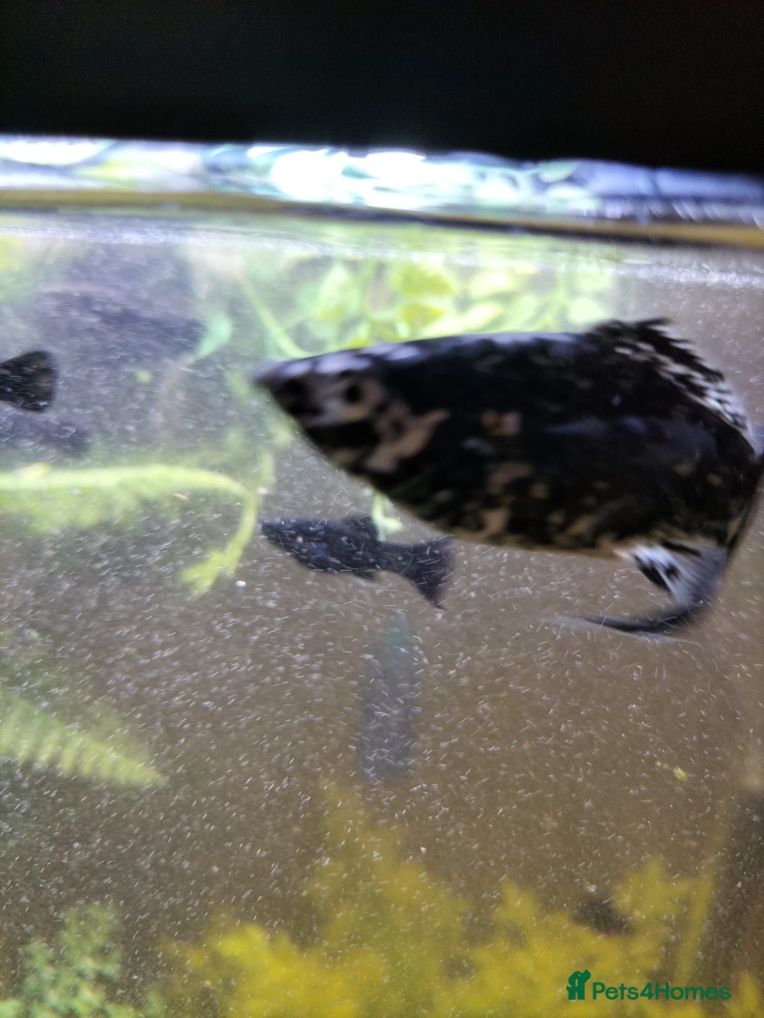 Mollies fish Dalmatian mollies  - Advert 1