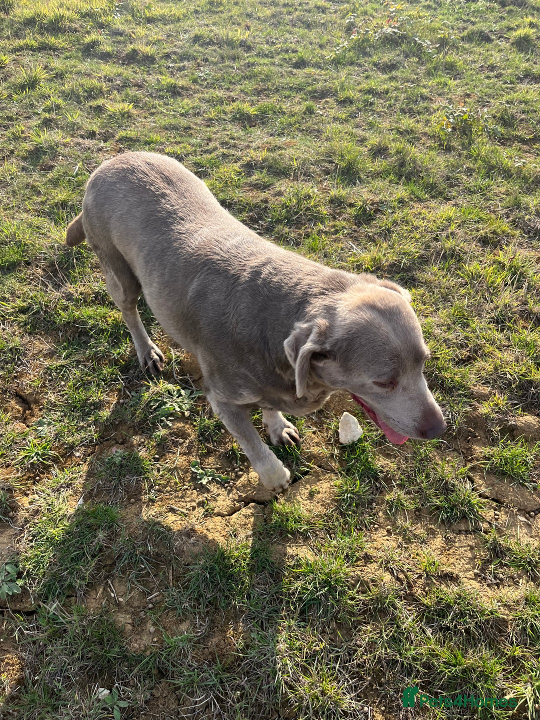 Labrador Retriever dogs for sale: Silver Labrador girl  - Image 7