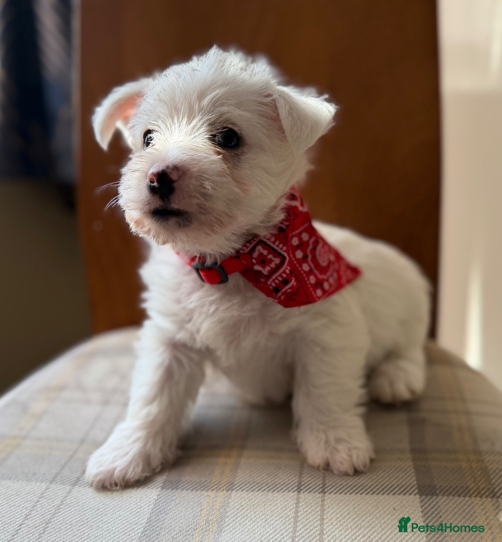West Highland Terrier dogs West highland Terrier puppies for sale - Advert 2