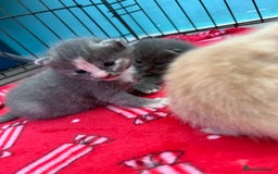 Mixed Breed cats for sale: Kittens looking for forever homes - Image 5