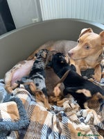 Jack Russell dogs - Advert 10