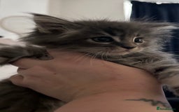 Maine Coon cats for sale: Beautiful female full Maine coon kittens  - Image 6