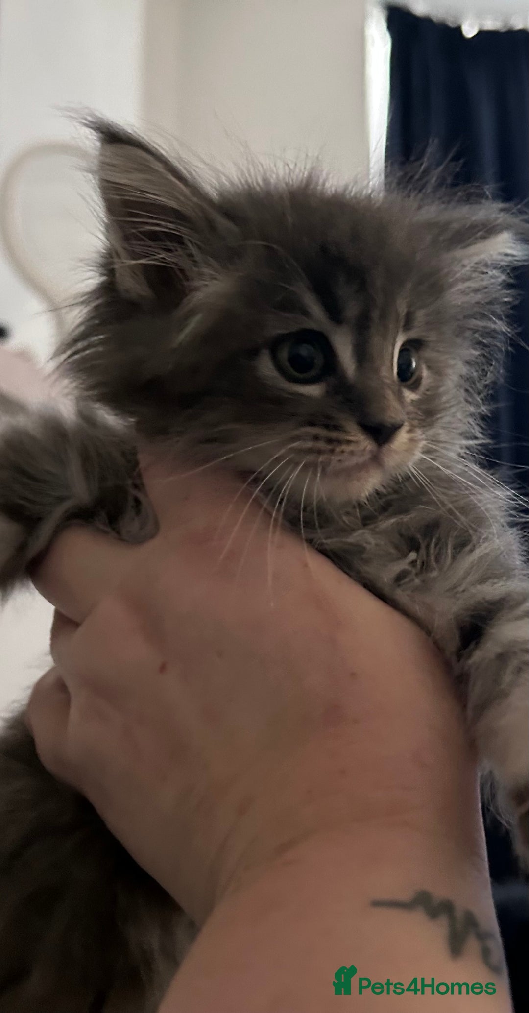 Maine Coon cats for sale: Beautiful female full Maine coon kittens  - Image 6
