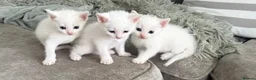 Mixed Breed cats for sale: Kittens for sale - Advert 7