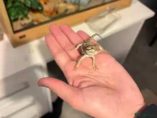 Lizard reptiles Baby Rankin dragons - Advert 9