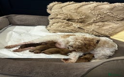 Shihpoo dogs for sale: F1b Shihpoo Puppies - 2 boys, 3 girls  - Advert 18