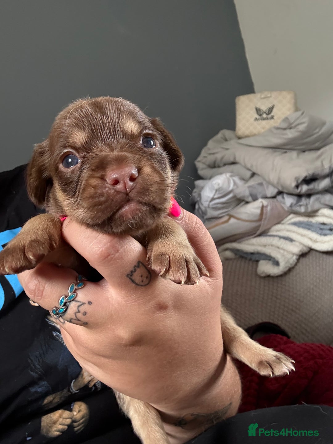 Mixed Breed dogs for sale: Mixed Breed Puppies  - Image 6