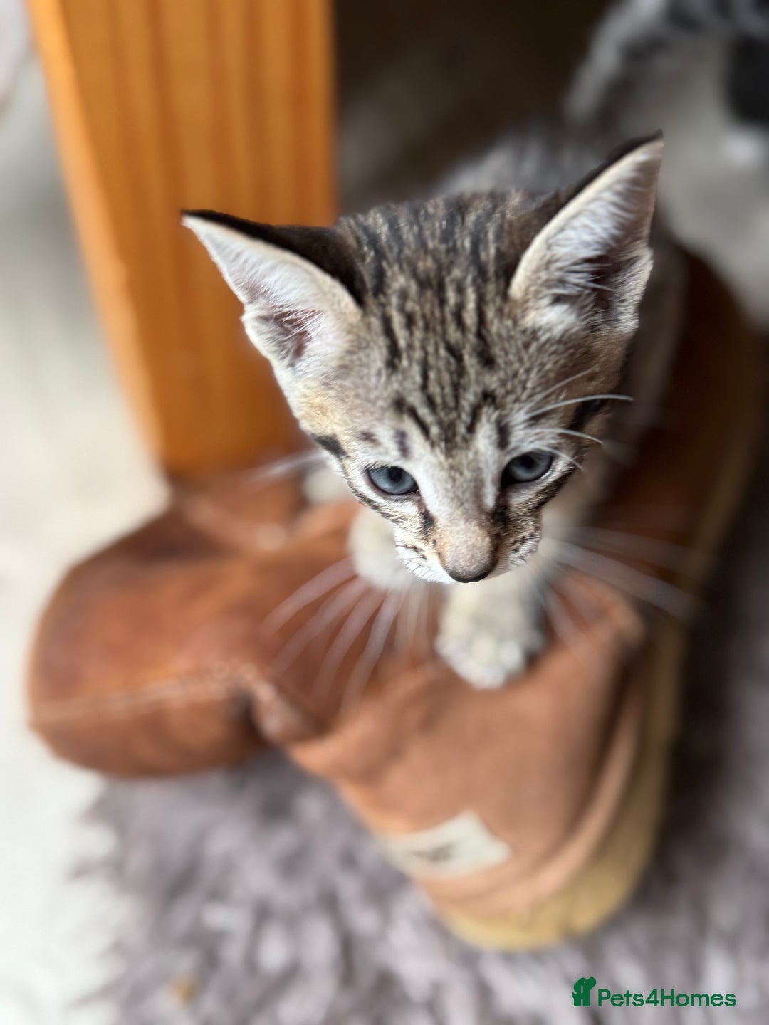 Mixed Breed cats for sale: 4 kittens for sale - Advert 2