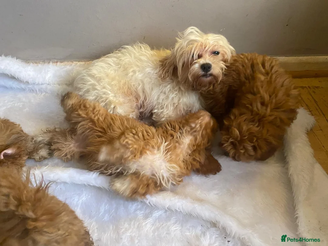 Maltipoo dogs for sale: Multipoo - Advert 1