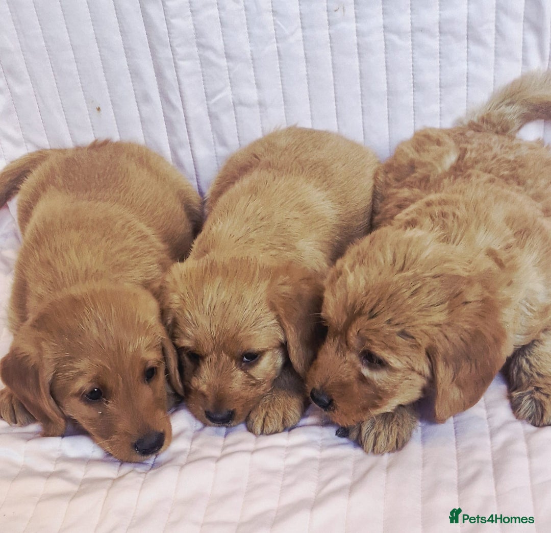 Labradoodle dogs for sale: Beautiful F1 Labradoodles - Advert 18