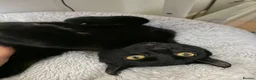 Mixed Breed cats for sale: Beautiful Tuxedo Kittens - Extraordinary Whiskers - Advert 1
