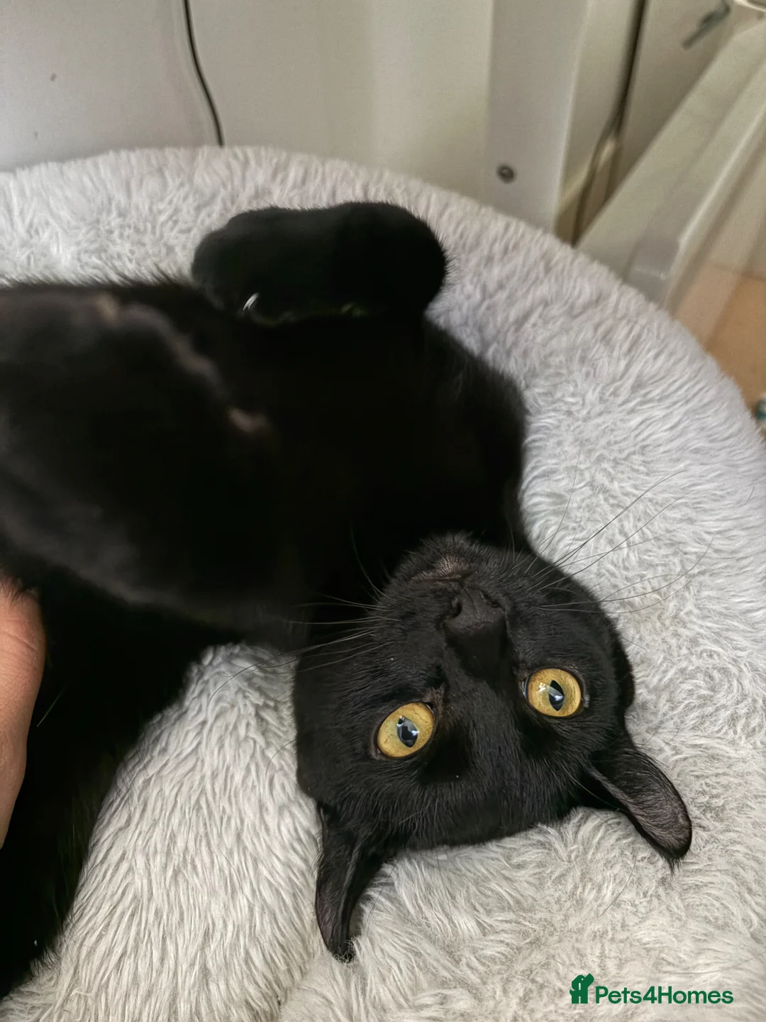 Mixed Breed cats for sale: Beautiful Tuxedo Kittens - Extraordinary Whiskers - Advert 1