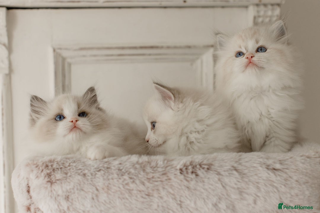 Ragdoll cats for sale: Amazing Ragdoll kittens - Image 13