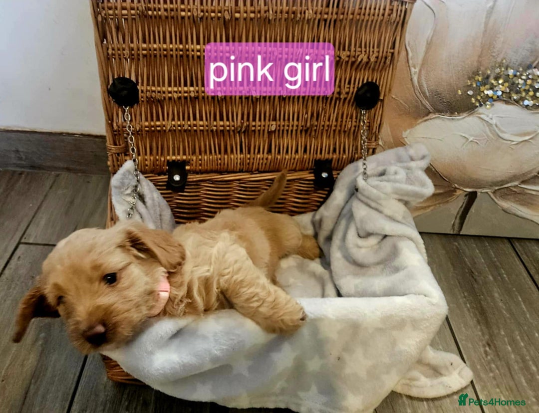 Cockapoo dogs for sale: F1B Cockapoo puppies - Image 9