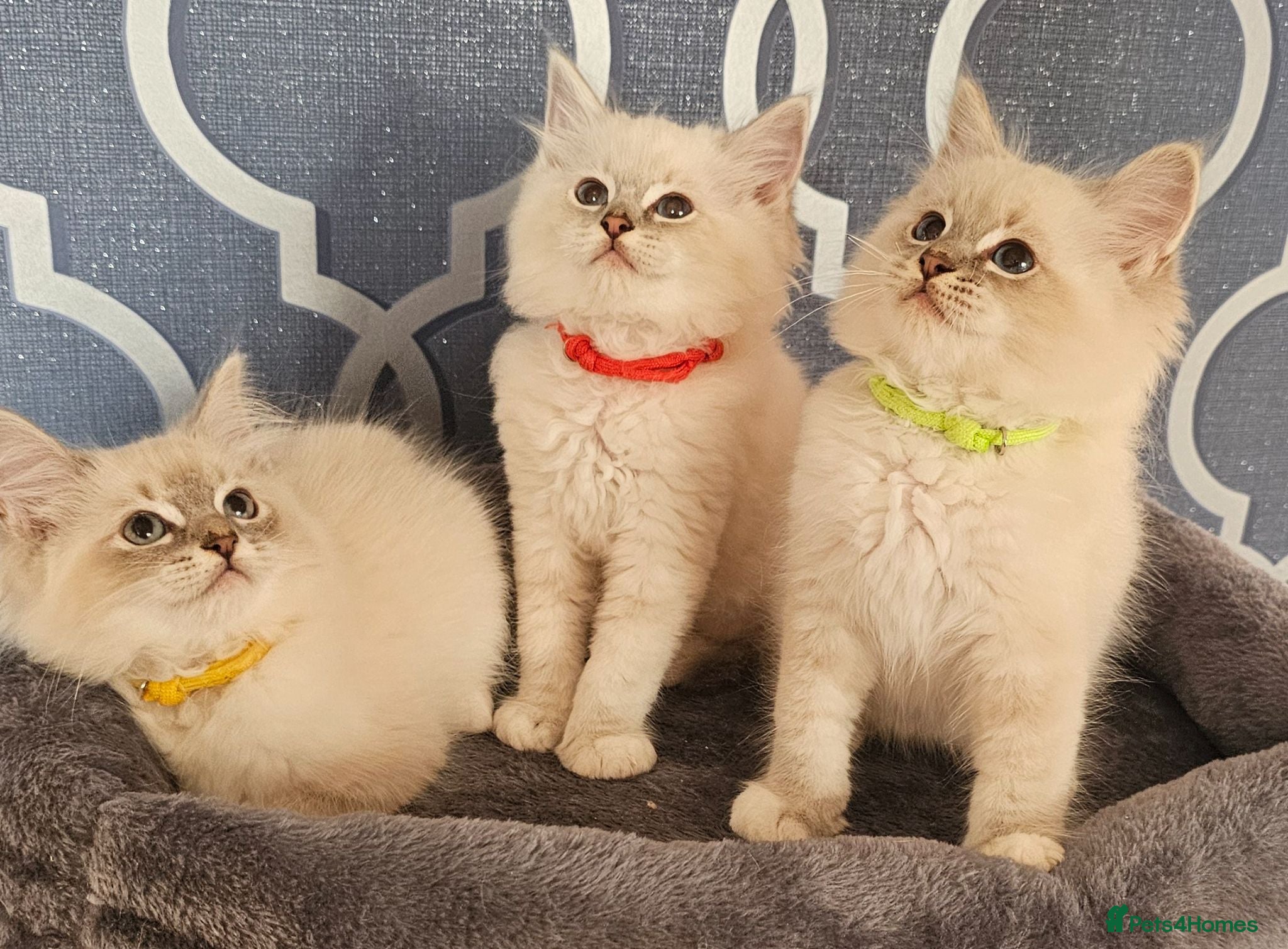 Ragdoll cats 5⭐️ Council licence held. GCCF reg kittens  - Advert 1