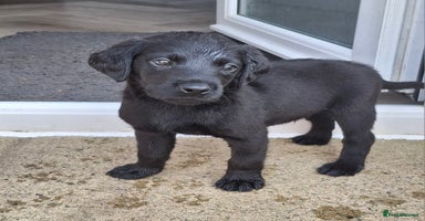 Labrador Retriever dogs - Advert 5