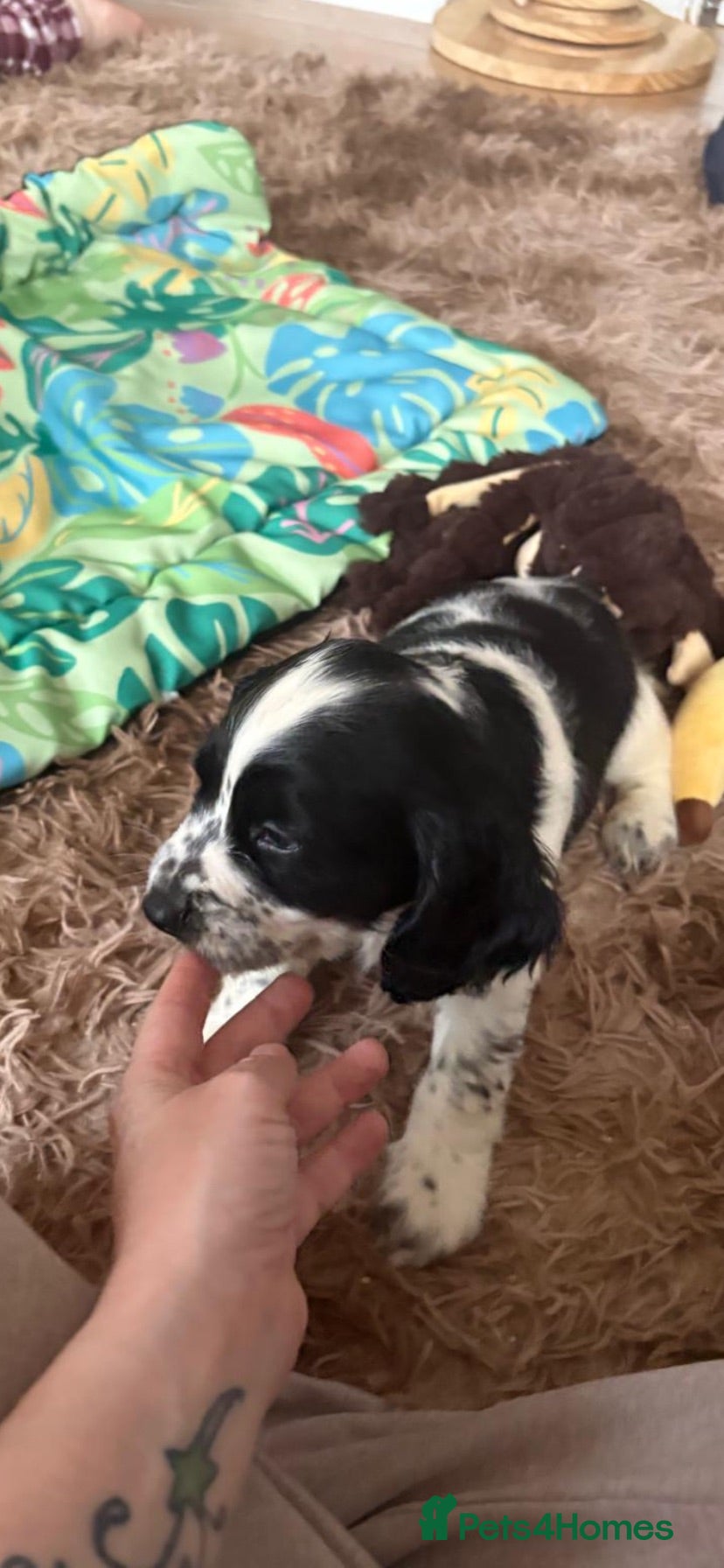 Cocker Spaniel dogs Cocker spaniel  - Advert 2