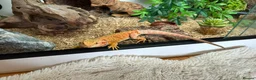 Bearded Dragon reptiles for sale: 2 bearded dragons  in Plymouth - Advert 6
