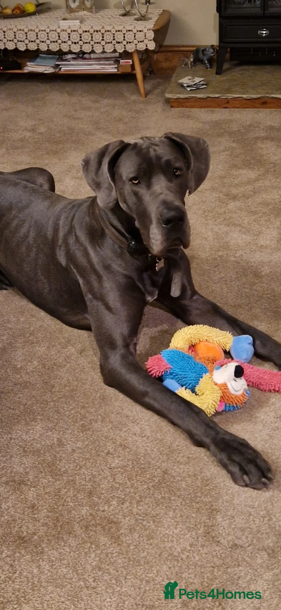 Great Dane dogs for stud: Blue Great Dane for Stud  in Hexham - Advert 7